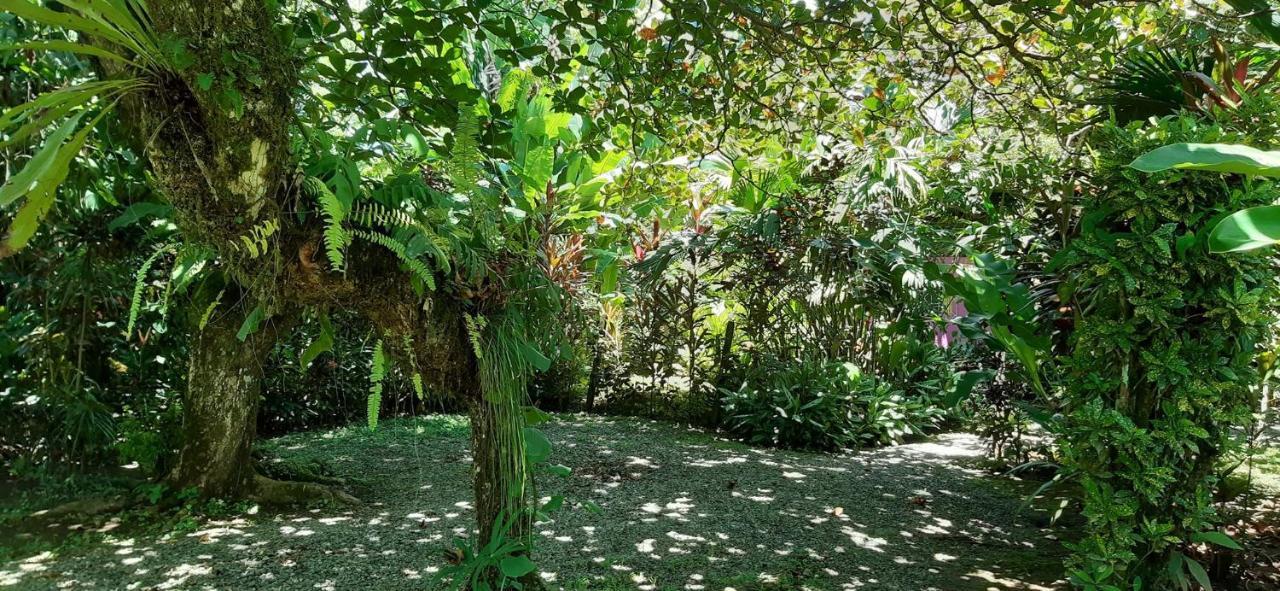 Cabinas Algebra Cahuita Kültér fotó