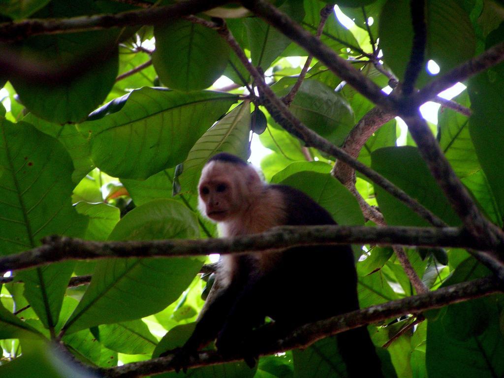 Cabinas Algebra Cahuita Kültér fotó