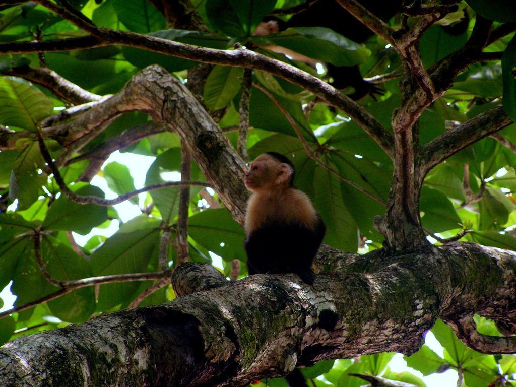 Cabinas Algebra Cahuita Kültér fotó